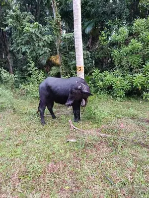 මී වැස්සියන්
