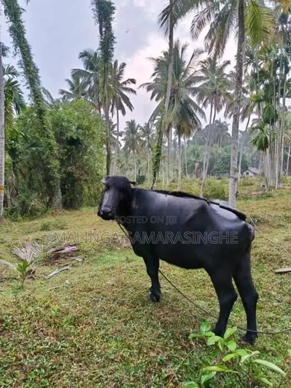 මී වැස්සියන්
