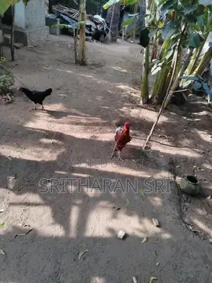 Chickens