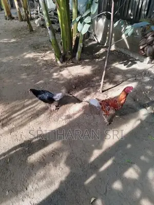 Chickens