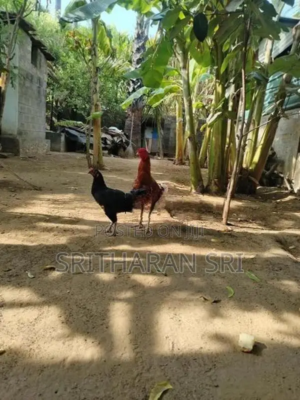 Chickens