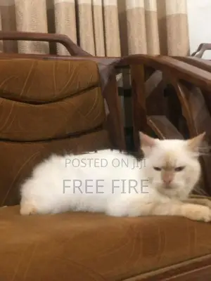 Persian Cat