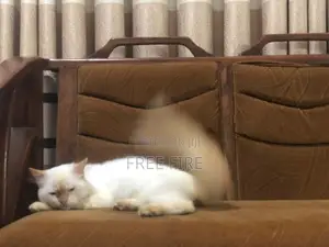 Persian Cat