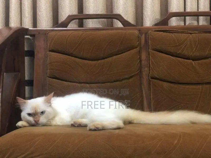 Persian Cat