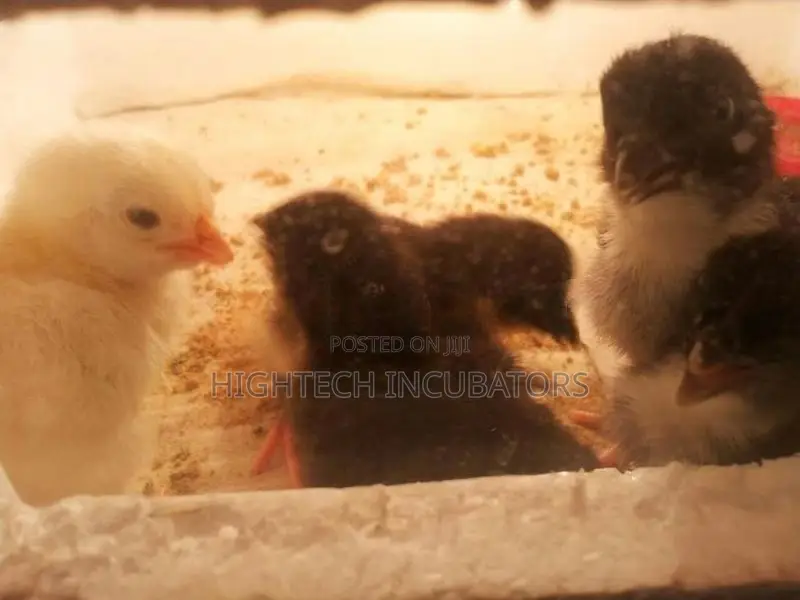 25 බිත්තර රක්කවන යන්ත්‍ර