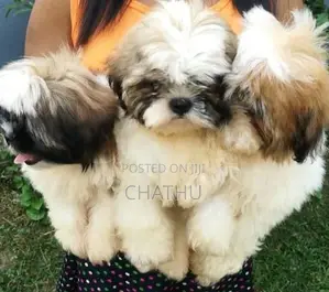 Shith Tzu Puppy
