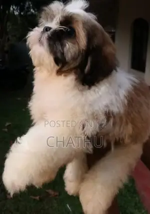 Shith Tzu Puppy