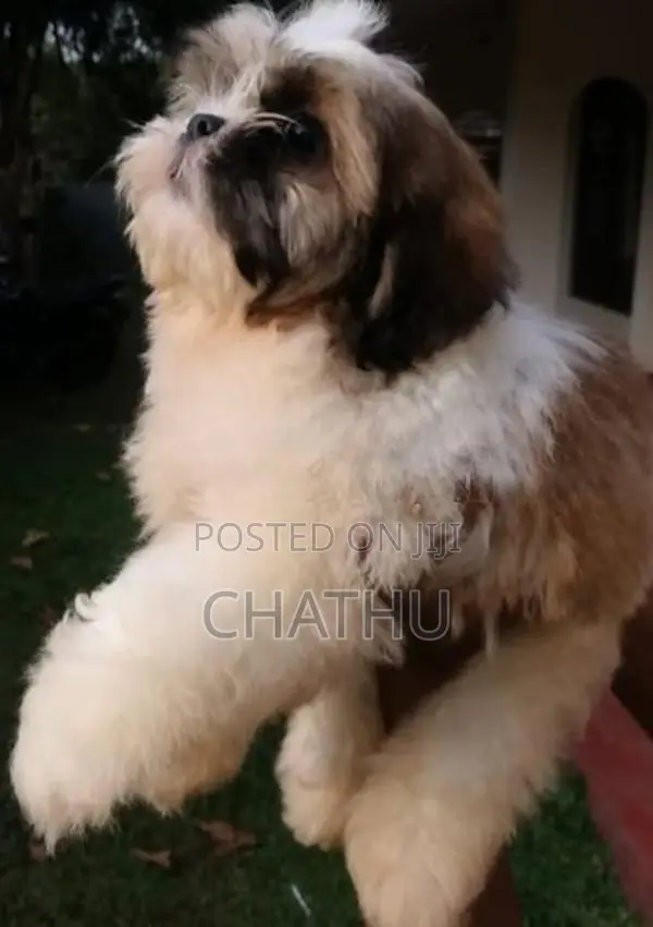 Shith Tzu Puppy