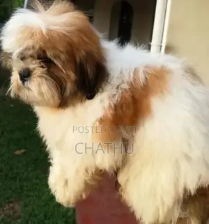 Shith Tzu Puppy