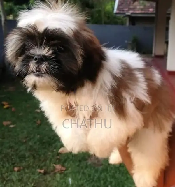 Shith Tzu Puppy
