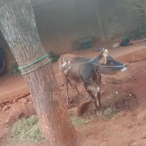 மாடு - එළදෙන