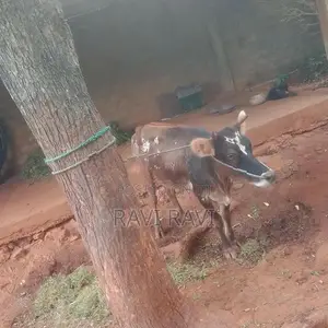 மாடு - එළදෙන