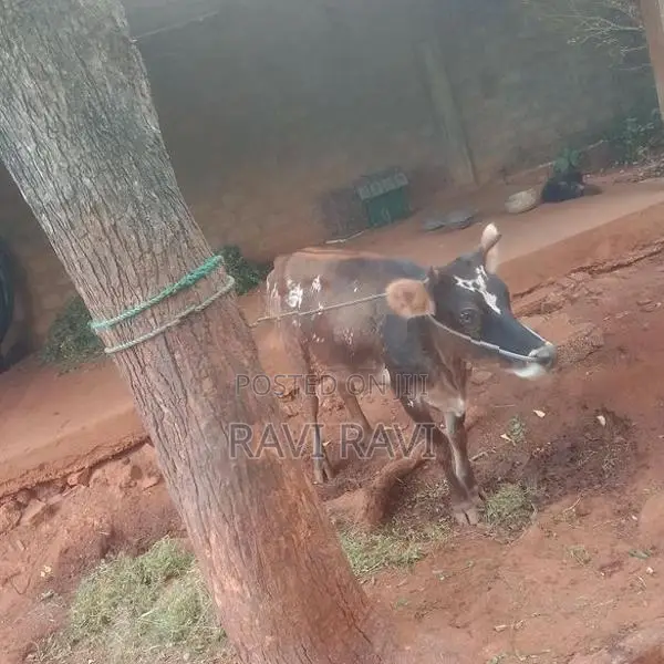 மாடு - එළදෙන