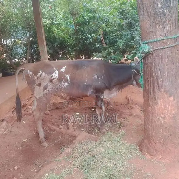மாடு - එළදෙන