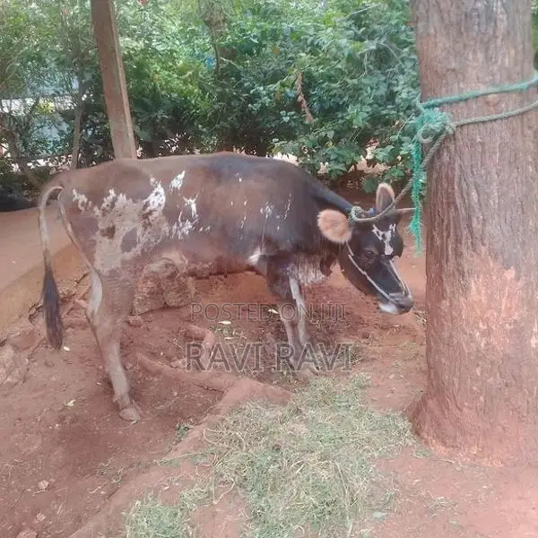 மாடு - එළදෙන