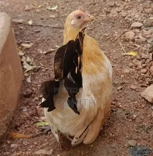 Japanese Bantam Chicken