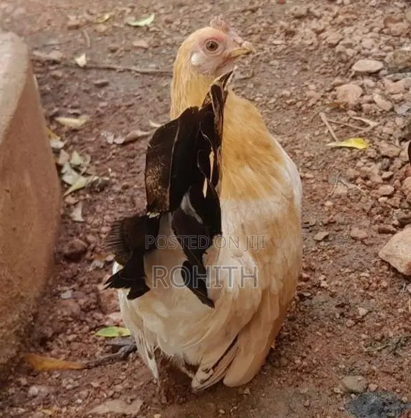 Japanese Bantam Chicken