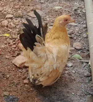 Japanese Bantam Chicken