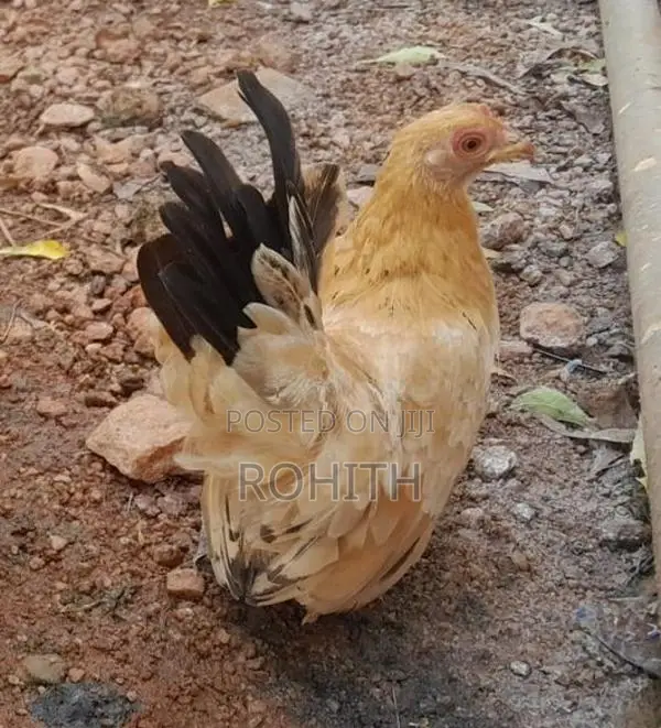 Japanese Bantam Chicken