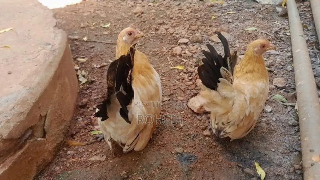 Japanese Bantam Chicken