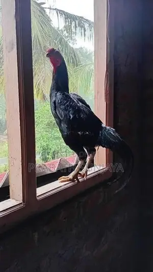 ජාල Rooster