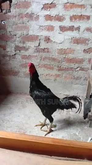 ජාල Rooster