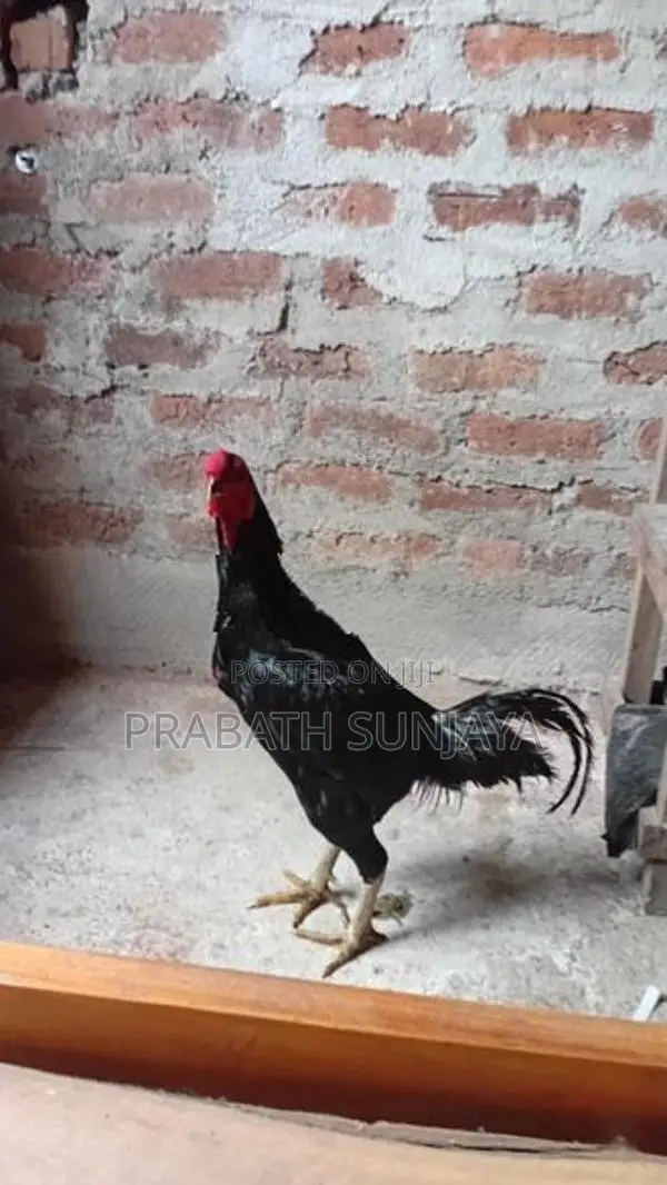 ජාල Rooster