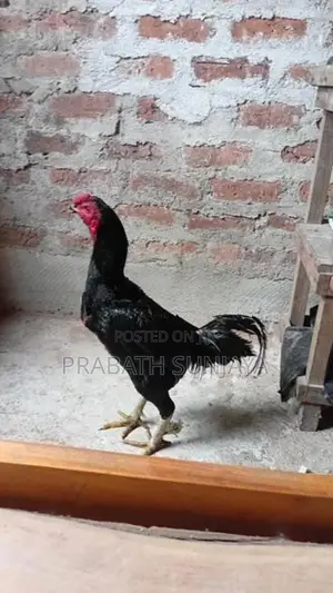 ජාල Rooster