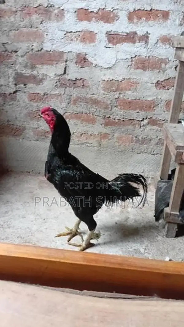 ජාල Rooster