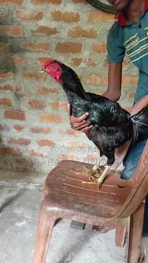ජාල Rooster