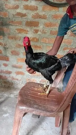 ජාල Rooster