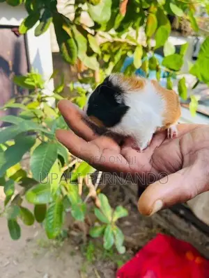 ගිනිපිග්