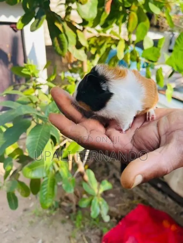 ගිනිපිග්