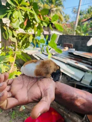 ගිනිපිග්