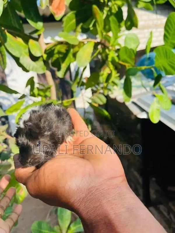 ගිනිපිග්