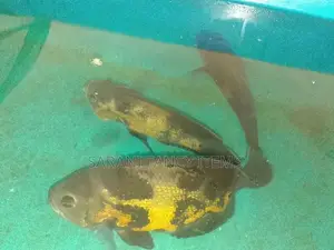 Oscar Fish