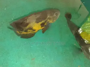 Oscar Fish