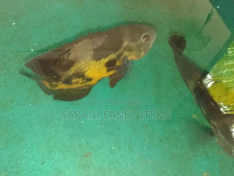 Oscar Fish