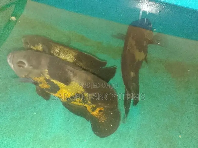 Oscar Fish