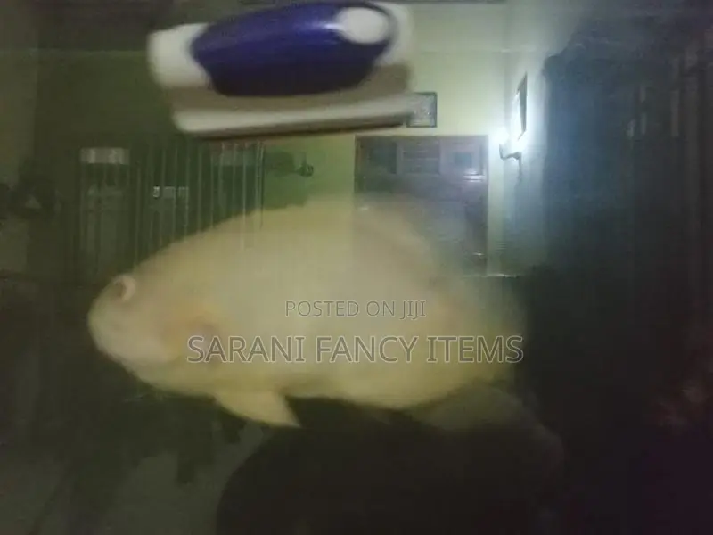 Oscar Fish