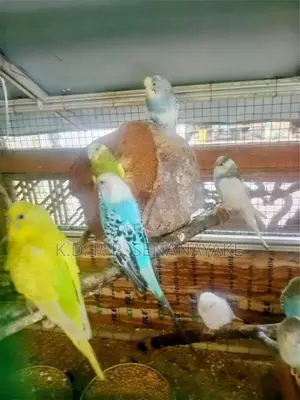 බජිරි ගාර්ඩ් මාවනැල්ල
