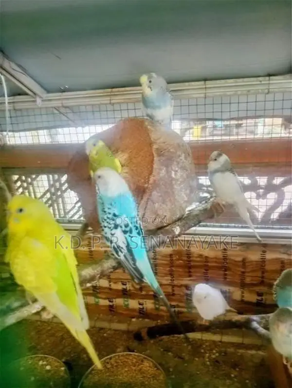 බජිරි ගාර්ඩ් මාවනැල්ල
