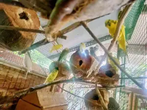 බජිරි ගාර්ඩ් මාවනැල්ල