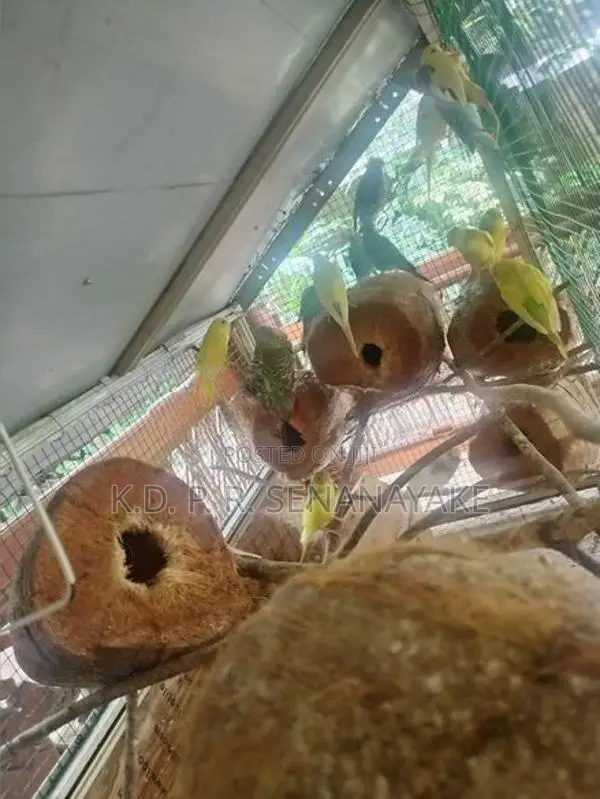 බජිරි ගාර්ඩ් මාවනැල්ල