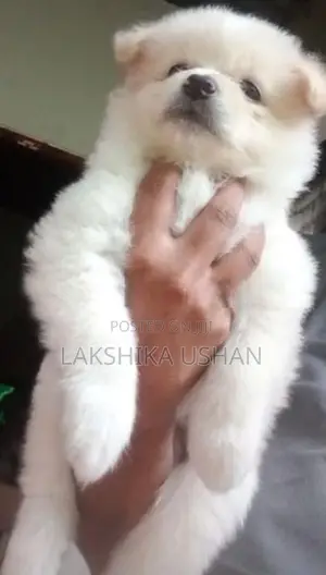 Lion Pomeranian