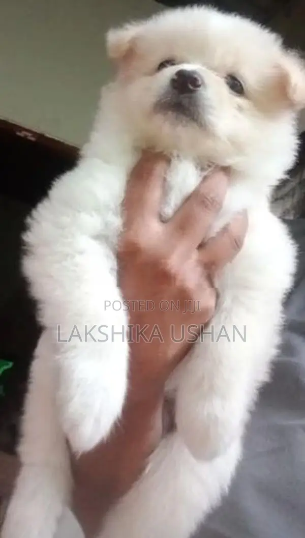 Lion Pomeranian