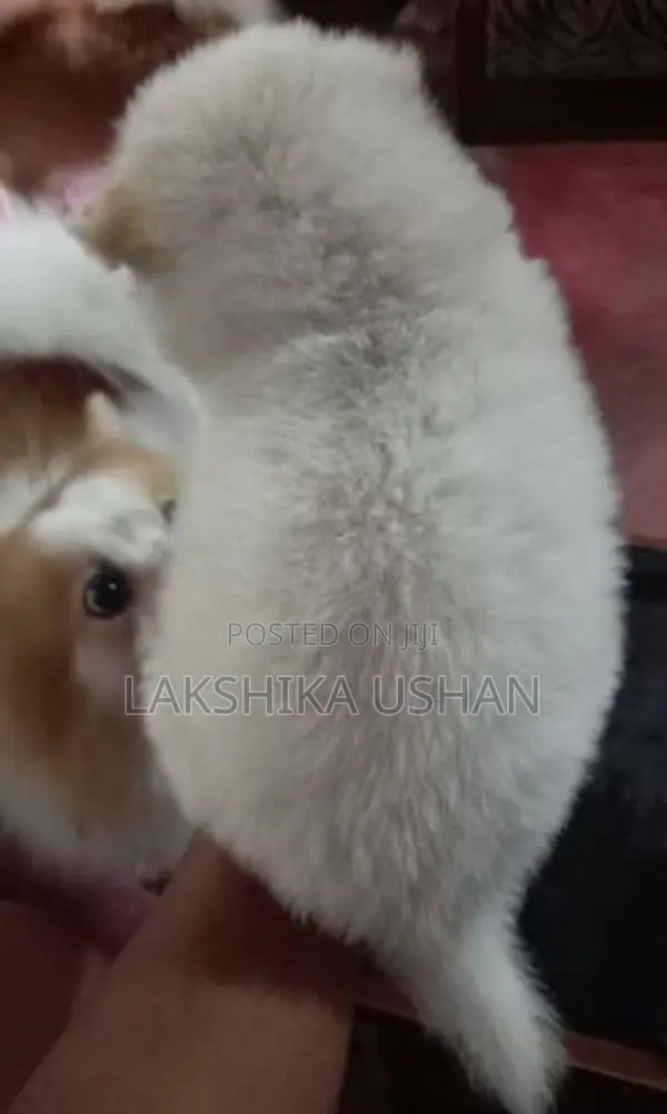 Lion Pomeranian