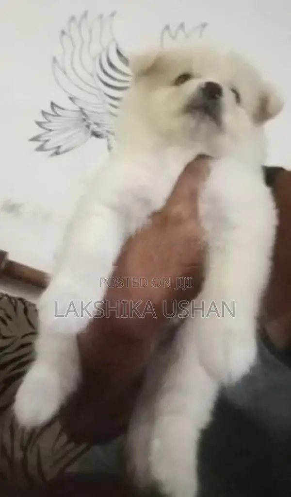 Lion Pomeranian
