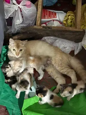 Persian Mix