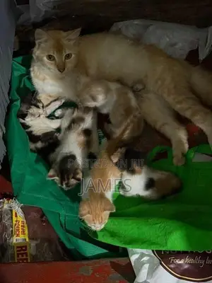 Persian Mix